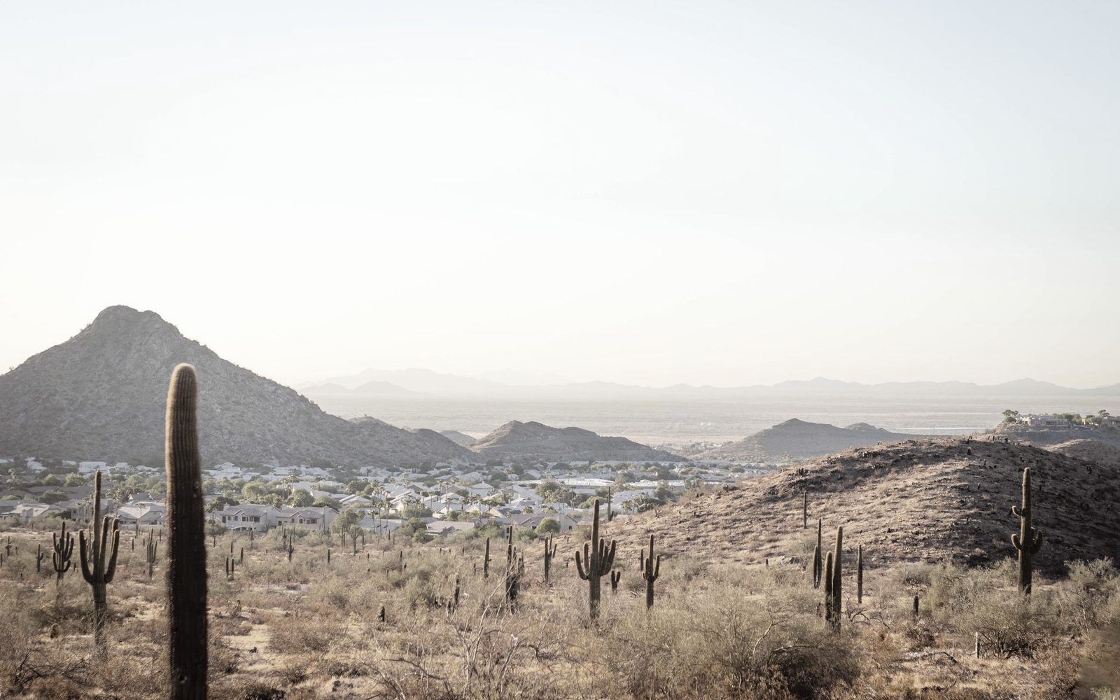 Sonoran desert landscape with saguaro cactus at sunset near Phoenix