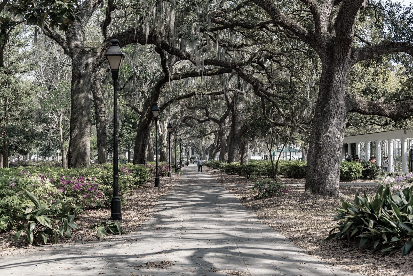 Oak trees and Spanish moss in Savannah, Georgia